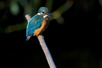 Thesinge-ijsvogel-0625.jpg